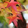 Kép 4/4 - Ámbrafa gömb alakú - Liquidambar styraciflua 'Gum Ball' 250/300cm TK8/10 T180cm K25l