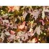 Kép 3/3 - Ámbrafa törpe - Liquidambar styraciflua 'Oconee' 150/175cm K7,5l