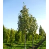 Kép 3/3 - Ámbrafa oszlopos - Liquidambar styraciflua 'Paarl' 60/80cm K5l