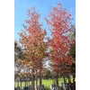 Kép 1/3 - Liquidambar styraciflua 'Paarl'