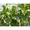 Kép 1/4 - Liquidambar styraciflua 'Rotundiloba'