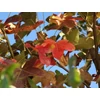 Kép 2/4 - Ámbrafa kerek levelű - Liquidambar styraciflua 'Rotundiloba' 100/125cm K10l