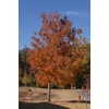 Kép 4/4 - Ámbrafa kerek levelű - Liquidambar styraciflua 'Rotundiloba' 100/125cm K10l