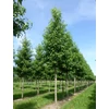 Kép 2/5 - Ámbrafa amerikai - Liquidambar styraciflua 'Worplesdon' 125/150cm K10,5l