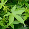 Kép 3/5 - Ámbrafa amerikai - Liquidambar styraciflua 'Worplesdon' 125/150cm K10,5l