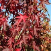 Kép 4/5 - Ámbrafa amerikai - Liquidambar styraciflua 'Worplesdon' 125/150cm K10,5l