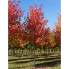 Kép 1/5 - Liquidambar styraciflua 'Worplesdon'