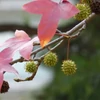 Kép 5/5 - Ámbrafa amerikai - Liquidambar styraciflua 'Worplesdon' 125/150cm K10,5l