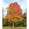 Kép 1/4 - Liquidambar styraciflua