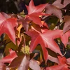 Kép 4/4 - Ámbrafa - Liquidambar styraciflua 60/80cm K2l
