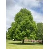Kép 2/4 - Tulipánfa - Liriodendron tulipifera 250/300cm TK6/8 K35l