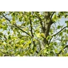 Kép 3/4 - Tulipánfa sárga tarka levelű - Liriodendron tulipifera 'Aureomarginatum' 175/200cm K10l