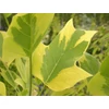Kép 1/4 - Liriodendron tulipifera 'Aureomarginatum'