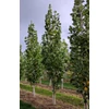 Kép 3/4 - Tulipánfa oszlopos - Liriodendron tulipifera 'Fastigiata' 80/100cm K5l