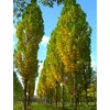 Kép 4/4 - Tulipánfa oszlopos - Liriodendron tulipifera 'Fastigiata' 80/100cm K5l