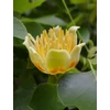 Kép 2/4 - Tulipánfa oszlopos - Liriodendron tulipifera 'Fastigiata' 80/100cm K5l