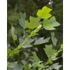 Kép 3/4 - Tulipánfa - Liriodendron tulipifera 225/250cm K15l