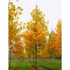 Kép 4/4 - Tulipánfa - Liriodendron tulipifera 250/300cm TK6/8 K35l