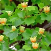 Kép 1/4 - Liriodendron tulipifera