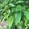 Kép 5/5 - Narancseperfa  - Maclura pomifera 50/60cm K2l