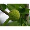 Kép 2/5 - Narancseperfa  - Maclura pomifera 50/60cm K2l