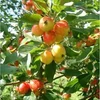 Kép 3/3 - Díszalma fehér virágú - Malus 'John Downie' 250/300cm TK6/8 K18l