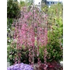 Kép 3/4 - Díszalma csüngő bordó levelű - Malus 'Royal Beauty' 125/150cm T120cm K7,5l