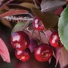 Kép 3/3 - Díszalma bordó levelű borvörös virágú - Malus 'Royalty' 125/150cm T80cm K5l
