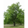 Kép 2/4 - Eperfa fehér - Morus alba 175/200cm K9,5l