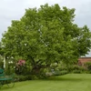 Kép 2/3 - Eperfa fehér nagy gyümölcsű - Morus alba 'Eldorado' 200/225cm TK8/12 T110cm K18l