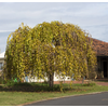 Kép 2/4 - Eperfa szomorú - Morus alba 'Pendula' 175/200cm T160cm K10l