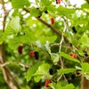 Kép 3/4 - Eperfa szomorú fekete gyümölcsű - Morus alba 'Pendula' 175/200cm TK6/8 T180cm K15l