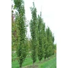 Kép 1/2 - Morus alba 'Pyramidalis'