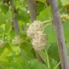 Kép 2/2 - Eperfa oszlopos - Morus alba 'Pyramidalis' 175/200cm K10l