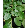 Kép 4/4 - Eperfa fehér - Morus alba 175/200cm K9,5l