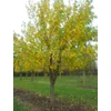 Kép 3/4 - Eperfa fehér - Morus alba 175/200cm K9,5l