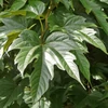 Kép 3/4 - Eperfa platán levelű (gyümölcs nélküli, nem termő) - Morus platanifolia (Morus kagayamae) 'Fruitless' 200/250cm TK6/8cm K20l
