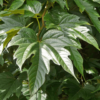 Kép 3/4 - Eperfa platán levelű - Morus platanifolia (Morus kagayamae) 'Fruitless' 200/250cm TK6/8cm K20l
