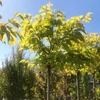 Kép 2/4 - Eperfa platán levelű (gyümölcs nélküli, nem termő) - Morus platanifolia (Morus kagayamae) 'Fruitless' 200/250cm TK6/8cm K20l