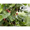 Kép 2/2 - Eperfa törpe - Morus rotundifolia 'Mojo Berry' 20/30cm K4l