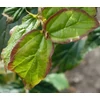 Kép 3/4 - Varázsfa perzsa oszlopos - Parrotia persica 'Persian Spire' 100/125cm K7,5l