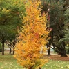 Kép 4/4 - Varázsfa perzsa oszlopos - Parrotia persica 'Persian Spire' 100/125cm K7,5l