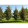 Kép 3/5 - Varázsfa perzsa oszlopos - Parrotia persica 'Vanessa' 150/175cm K7,5l