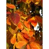 Kép 2/5 - Varázsfa perzsa oszlopos - Parrotia persica 'Vanessa' 150/175cm K7,5l
