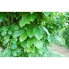 Kép 5/5 - Varázsfa perzsa oszlopos - Parrotia persica 'Vanessa' 150/175cm K7,5l