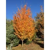 Kép 1/5 - Parrotia persica 'Vanessa'