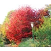 Kép 1/2 - Parrotia persica 'Tűzmadár'