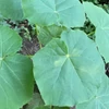 Kép 2/2 - Császárfa - Paulownia fortunei 'April Light' 200/250cm K5l