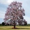 Kép 1/4 - Paulownia tomentosa