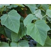 Kép 4/4 - Császárfa - Paulownia tomentosa ELŐNEVELT 550/650cm K130l